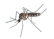 Obtenga más información sobre los mosquitos, los riesgos que representan y cómo protegerse de ellos.